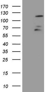 m00406 anti fbxw7 mouse monoclonal antibody clone id oti6f5 wb testing 1