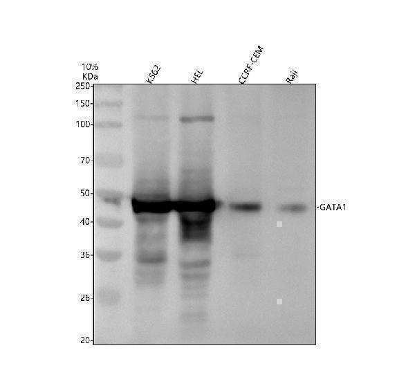 Western blot analysis of GATA1 using anti-GATA1 antibody (M00408)