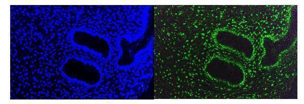 m00409 1 kap1 trim28 primary antibodies if testing 8