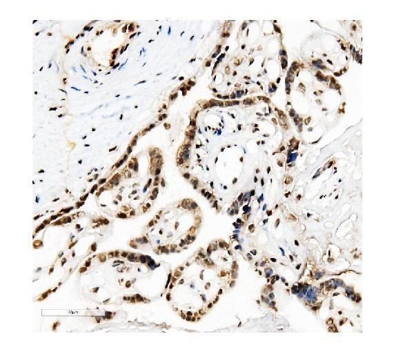 m00409 1 kap1 trim28 primary antibodies ihc testing 6