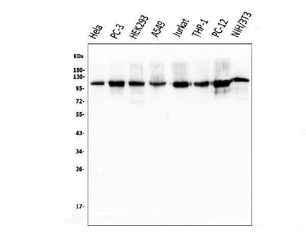  Western blot analysis of KAP1/TRIM28 using anti-KAP1/TRIM28 antibody (M00409-1)