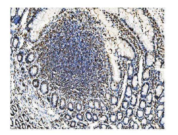 m00409 2 kap1 trim28 primary antibodies ihc testing 4