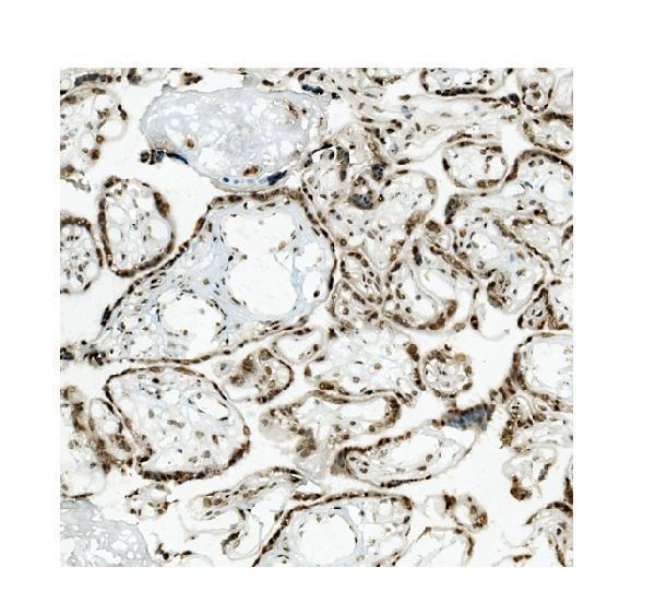 m00409 2 kap1 trim28 primary antibodies ihc testing 8