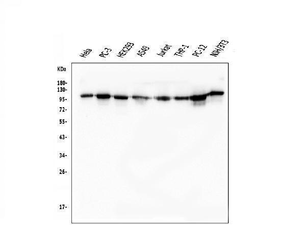  Western blot analysis of KAP1/TRIM28 using anti-KAP1/TRIM28 antibody (M00409-2)