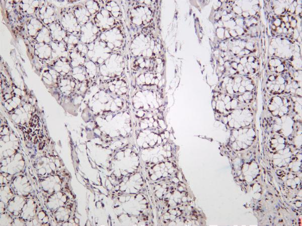 Mouse colon was stained with anti-KAP1 rabbit antibody