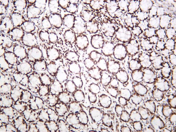 Rat colon was stained with anti-KAP1 rabbit antibody