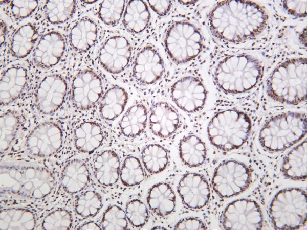 Human colon was stained with anti-KAP1 rabbit antibody