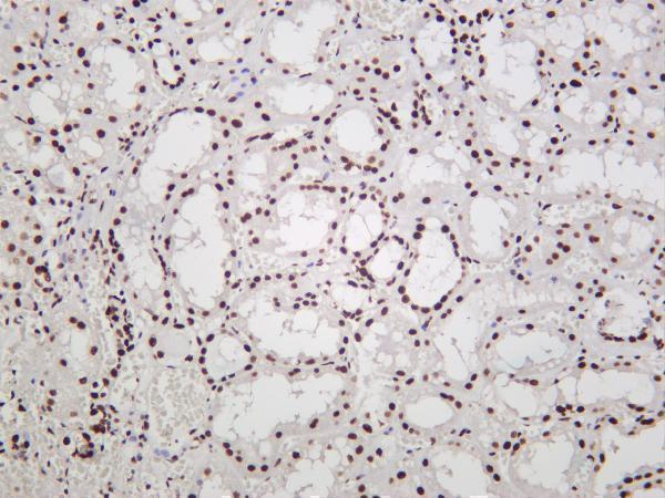 m00409 4 trim28 primary antibodies ihc testing 4