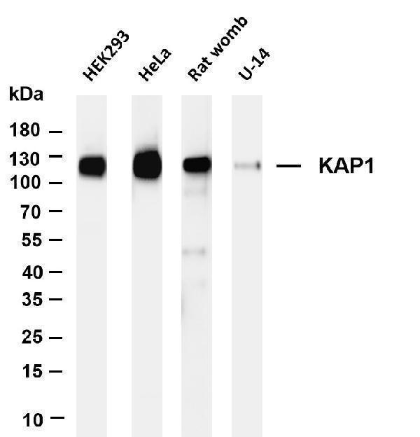 m00409 4 trim28 primary antibodies wb testing 1