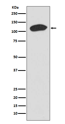 Western blot analysis of KAP1 expression in HeLa cell lysate