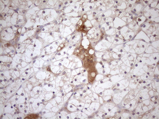 m00410 1 anti dr5 tnfrsf10b mouse monoclonal antibody clone id oti2a5 ihc testing 9