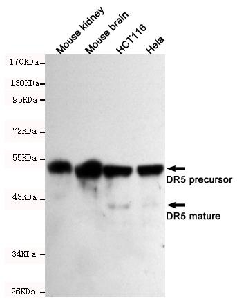 Western blot detection of TNFRSF10B / DR5 antibody in Mouse kindey, Mouse brain, HCT116 and Hela cell lysates using TNFRSF10B antibody (1:500-1:2000 diluted) 