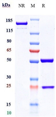 Anti-TNFRSF10B/TRAILR2/CD262 Reference Antibody (conatumumab) on SDS-PAGE under reducing (R) condition
