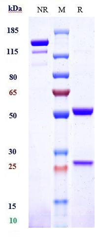 Anti-TNFRSF10B/TRAILR2/CD262 Reference Antibody (drozitumab) on SDS-PAGE under reducing (R) condition