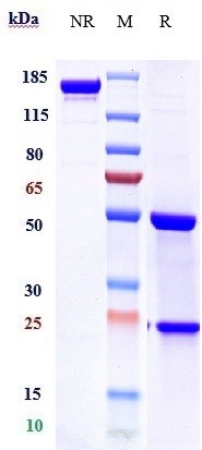 Anti-TNFRSF10B/TRAILR2/CD262 Reference Antibody (tigatuzumab) on SDS-PAGE under reducing (R) condition