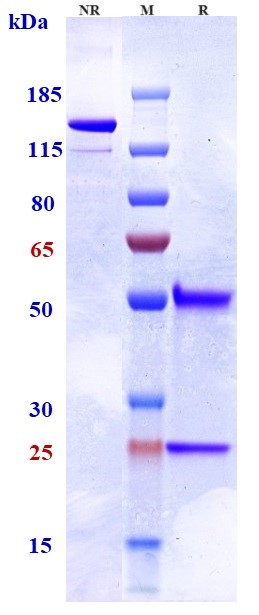Anti-TNFRSF10B/TRAILR2/CD262 Reference Antibody (tilogotamab) on SDS-PAGE under reducing (R) condition