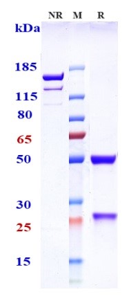 Anti-TNFRSF10B/TRAILR2/CD262 Reference Antibody (lexatumumab) on SDS-PAGE under reducing (R) condition