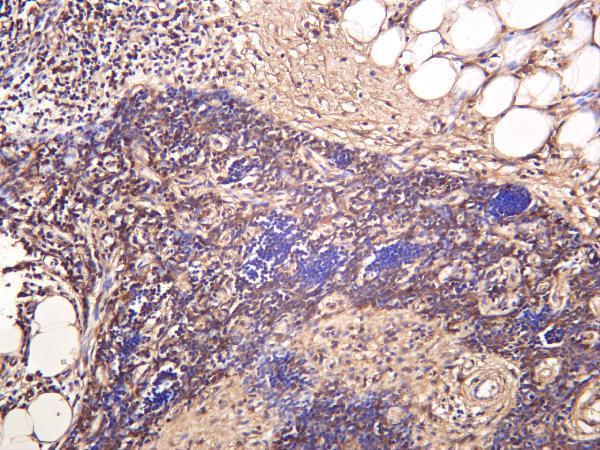Human thymus was stained with anti-MIF rabbit antibody