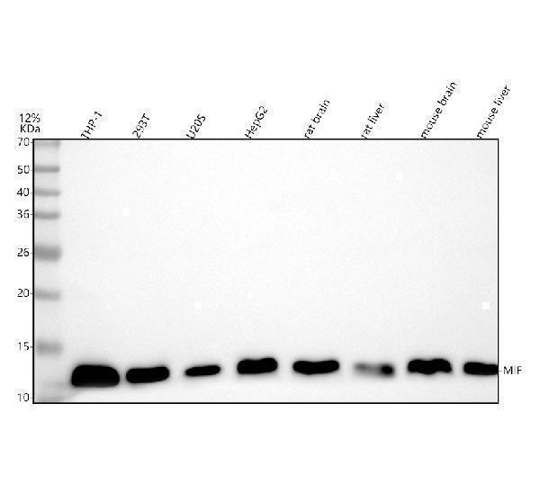 Western blot analysis of MIF using anti-MIF antibody (M00411)