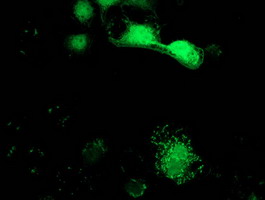 m00416 1 anti spr mouse monoclonal antibody clone id oti4f5 if testing 15
