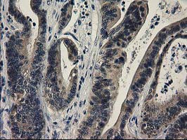 m00416 1 anti spr mouse monoclonal antibody clone id oti4f5 ihc testing 10