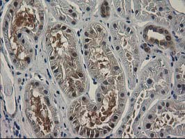 m00416 1 anti spr mouse monoclonal antibody clone id oti4f5 ihc testing 11