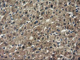 m00416 1 anti spr mouse monoclonal antibody clone id oti4f5 ihc testing 12