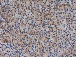 m00416 1 anti spr mouse monoclonal antibody clone id oti4f5 ihc testing 6