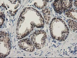 m00416 1 anti spr mouse monoclonal antibody clone id oti4f5 ihc testing 7