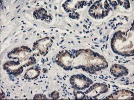m00416 1 anti spr mouse monoclonal antibody clone id oti4f5 ihc testing 8