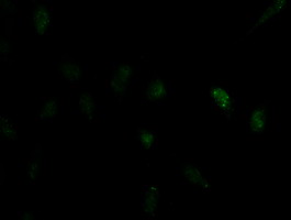 m00417 anti id2 mouse monoclonal antibody clone id oti10c3 if testing 5