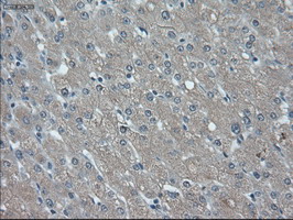 m00417 anti id2 mouse monoclonal antibody clone id oti10c3 ihc testing 3