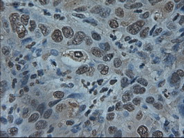 m00417 anti id2 mouse monoclonal antibody clone id oti10c3 ihc testing 4