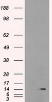 m00417 anti id2 mouse monoclonal antibody clone id oti10c3 wb testing 1