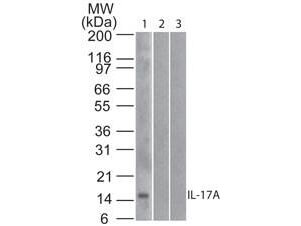 Western Blot of Mouse Anti-IL-17A antibody