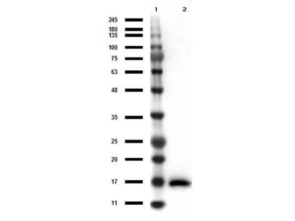 Western Blot results of Mouse Anti-IL-17A Antibody