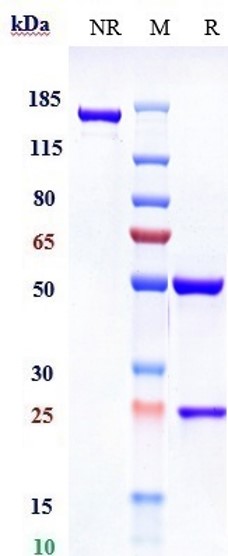 Anti-CTLA-8/IL-17a Reference Antibody (Xeligekimab) on SDS-PAGE under reducing (R) condition