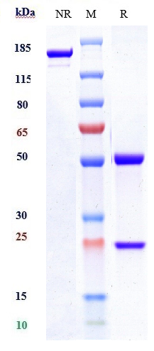 Anti-CTLA-8/IL-17a Reference Antibody (secukinumab) on SDS-PAGE under reducing (R) condition