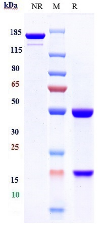 Anti-CTLA-8/IL-17a Reference Antibody (perakizumab) on SDS-PAGE under reducing (R) condition