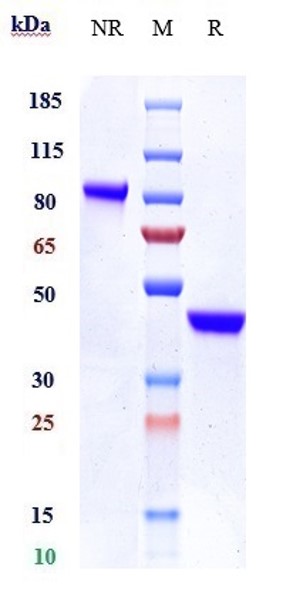 Anti-CTLA-8/IL-17a Antibody (SY18-VHH-11) on SDS-PAGE under reducing (R) condition
