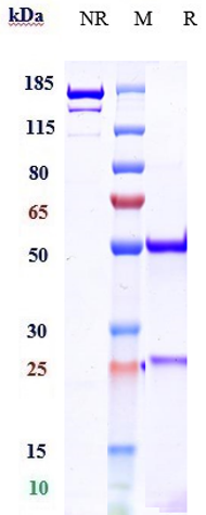 Anti-CTLA-8/IL-17a Reference Antibody (CAT-2200) on SDS-PAGE under reducing (R) condition