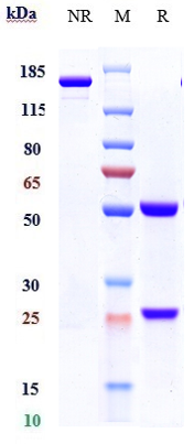 Anti-CTLA-8/IL-17a Reference Antibody (ixekizumab) on SDS-PAGE under reducing (R) condition