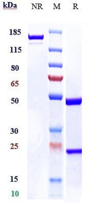 Anti-CTLA-8/IL-17a Reference Antibody (netakimab) on SDS-PAGE under reducing (R) condition