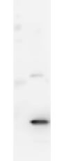 Western Blot showing detection of Mouse IL-17A