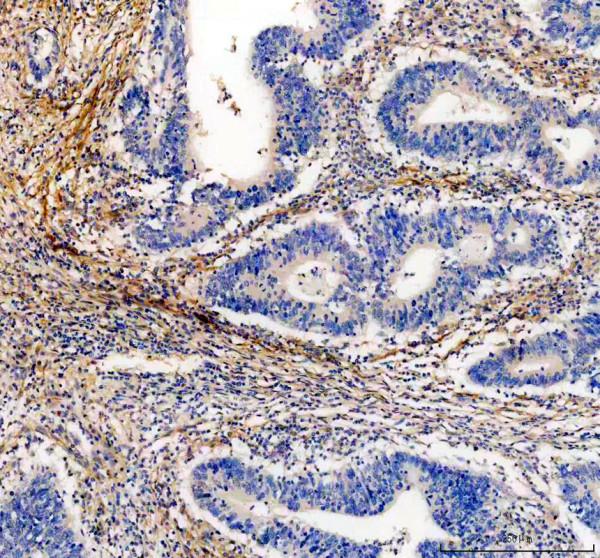 m00422 fap1 primary antibodies ihc testing 2_1