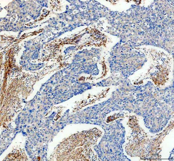 m00422 fap1 primary antibodies ihc testing 3_1