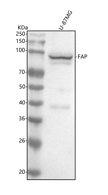  Western blot analysis of FAP1 using anti-FAP1 antibody (M00422)