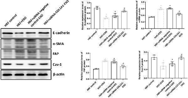 m00422 j_biol 2022 0776_fig_004