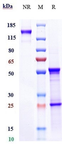Anti-CXCL8/IL-8 Reference Antibody (HuMax-IL8) on SDS-PAGE under reducing (R) condition
