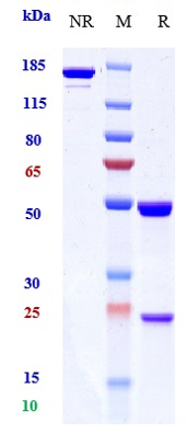 Anti-CXCL8/IL-8 Reference Antibody (Genentech patent anti-IL-8) on SDS-PAGE under reducing (R) condition